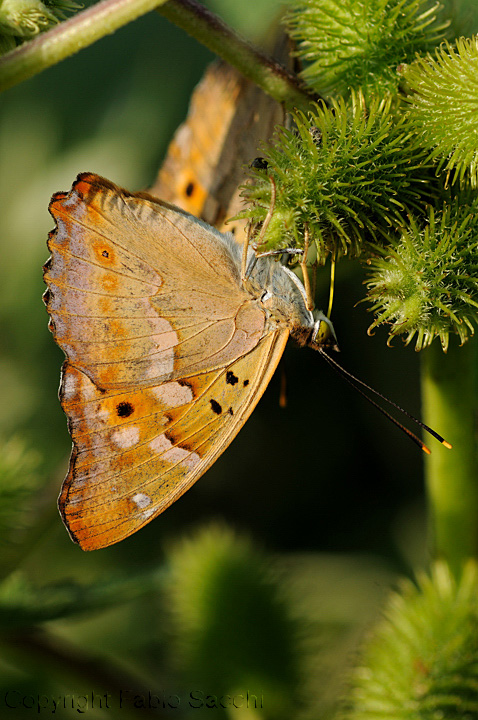 Apatura ilia forma clytie